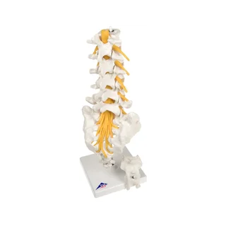 Modelo flexible de las vértebras lumbares, sacro y cóccix - 3B Scientific