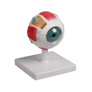 Modelo de ojo, 4 veces el tamaño natural, 6 partes