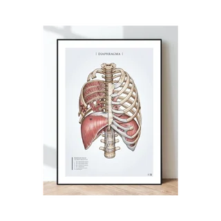 Póster de anatomía: diafragma, músculos respiratorios y músculos costales.