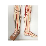 Modelo del sistema cardiovascular