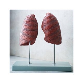 Modelo de 2 pulmones sobre soporte independiente.