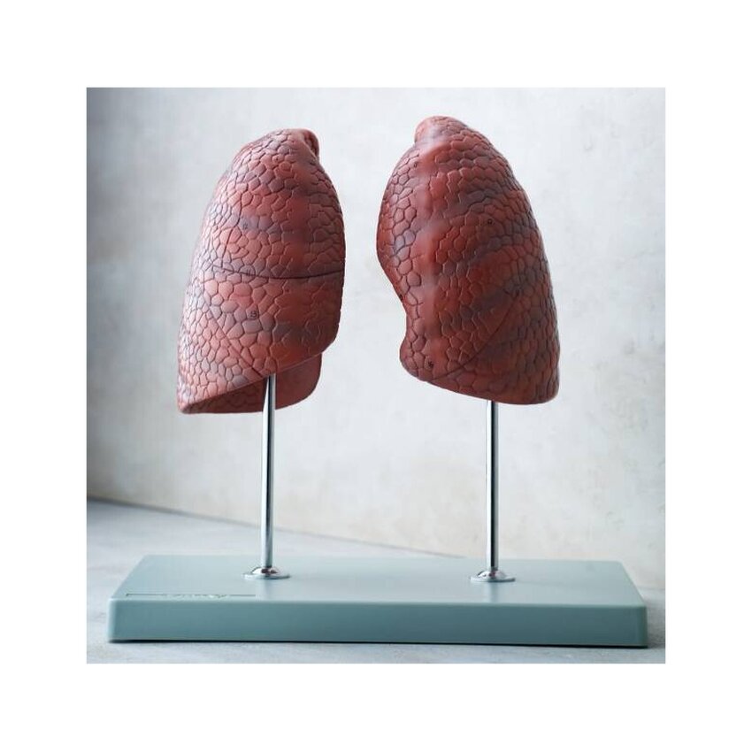 Modelo de 2 pulmones sobre soporte independiente.