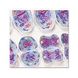 Modelo de meiosis