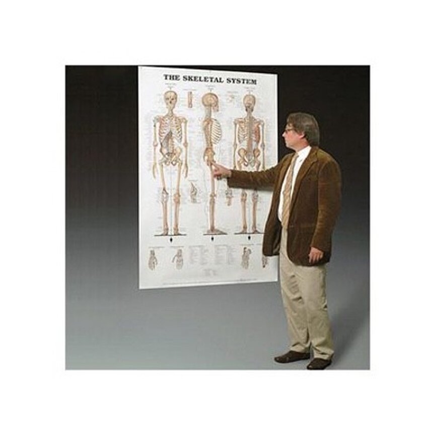 Póster laminado de esqueleto y ligamentos