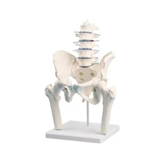 La columna lumbar con la pelvis y los muñones femorales