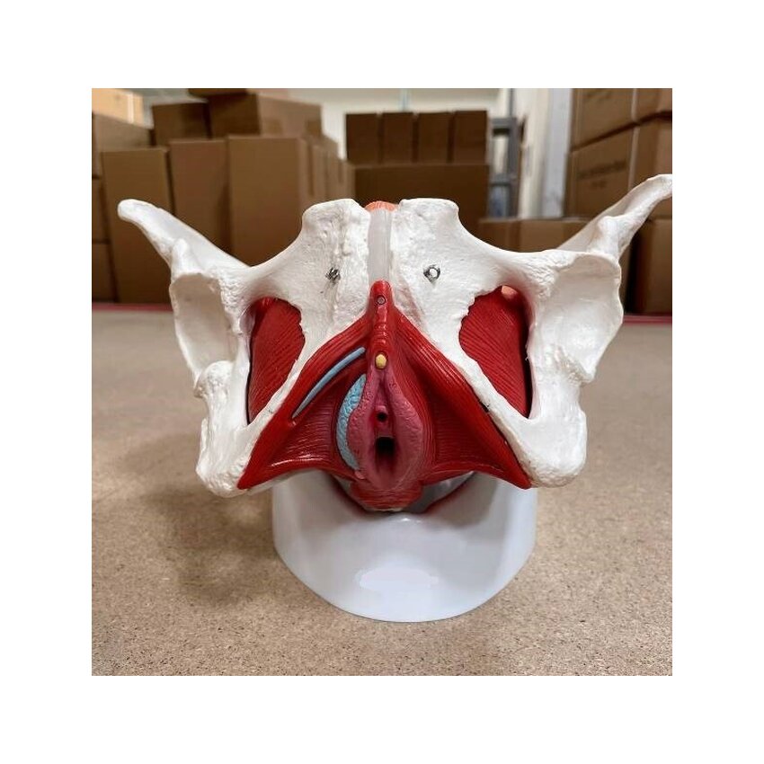 Pelvis femenina con músculos, útero y vejiga