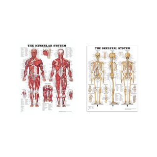 Paquete de láminas de anatomía: músculos y esqueleto