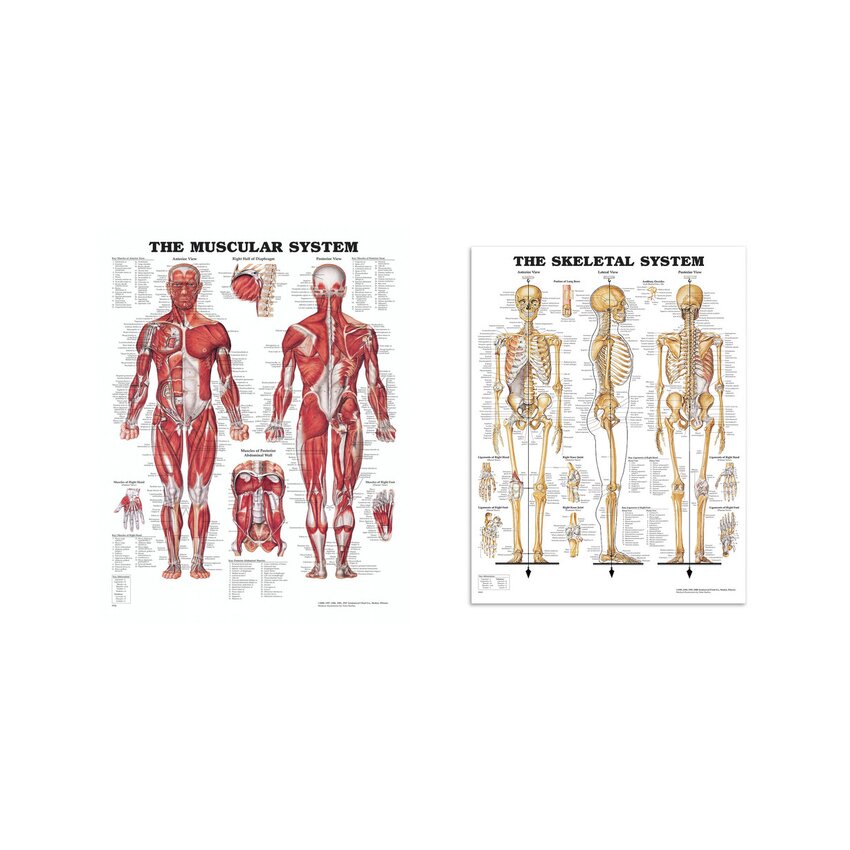 Paquete de láminas de anatomía: músculos y esqueleto