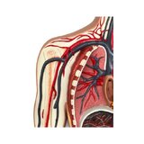 Modelo del sistema cardiovascular