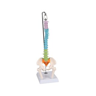 Columna vertebral en miniatura, didáctica
