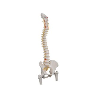 3B Scientific - Modelo de columna flexible con partes de los fémures