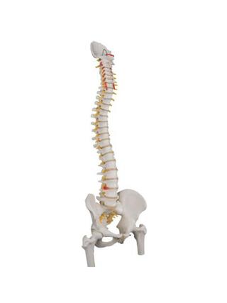 3B Scientific - Modelo de columna flexible con partes de los fémures