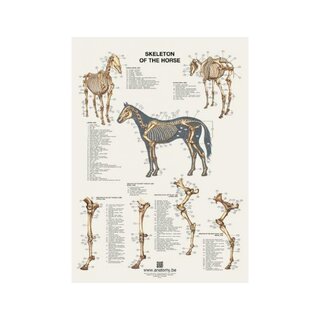 Póster de esqueleto de caballo 60x80 cm
