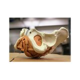Modelo de pelvis femenina con suelo pélvico