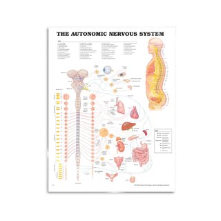 Póster de elementos del sistema nervioso autónomo