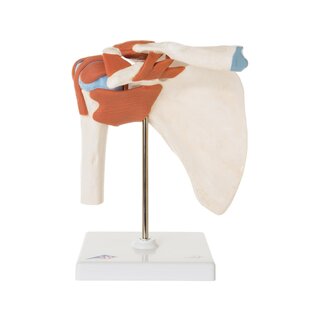Modelo de hombro flexible con ligamentos y superficies articulares coloreadas.