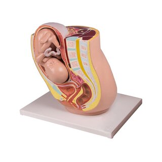 Pelvis del embarazo con feto durante la semana 32 de embarazo, 2 partes