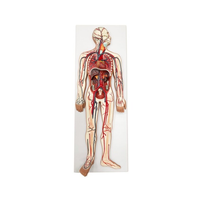 Modelo del sistema cardiovascular
