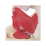 Pelvis femenina con ligamentos y suelo pélvico detallado en seis partes