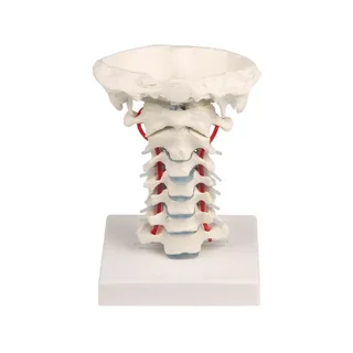 Columna cervical con soporte