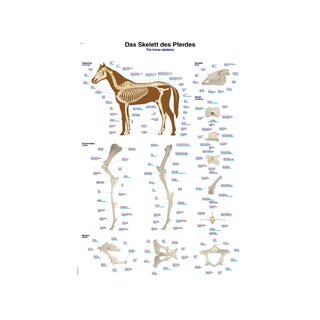 Póster de esqueleto de caballo de 70 x 100 cm