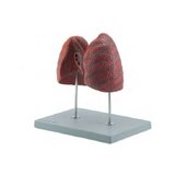Modelo de 2 pulmones sobre soporte independiente.