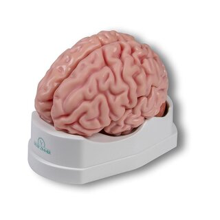 Modelo anatómico de cerebro, tamaño natural, 5 partes