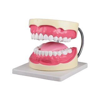Modelo de diente de higienista dental