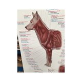 Póster Musculatura del perro 70x100 cm