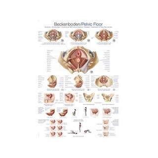 Anatomía del suelo pélvico y la pelvis 70x100 cm Inglés y alemán, laminado en latín