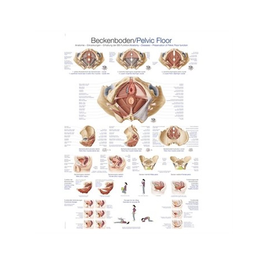 Anatomía del suelo pélvico y la pelvis 70x100 cm Inglés y alemán, laminado en latín
