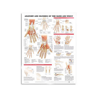 Póster - Anatomía y patología de la mano y la muñeca