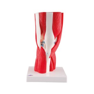 Modelo de rodilla con músculo en 12 partes