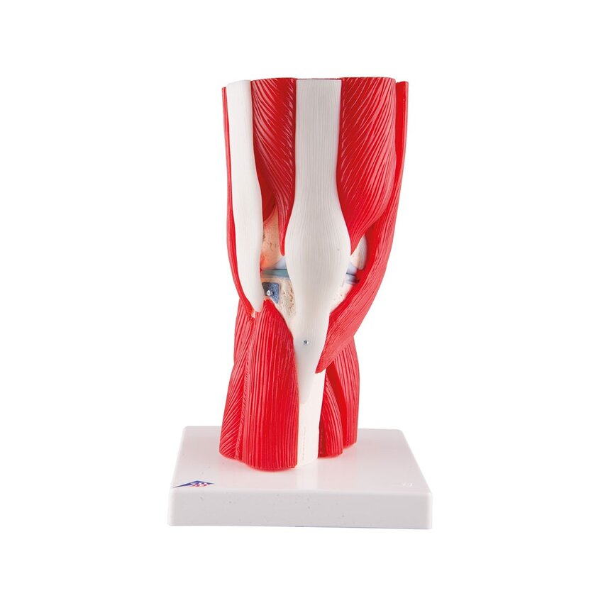 Modelo de rodilla con músculo en 12 partes