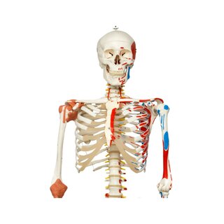 Modelo de esqueleto con columna vertebral móvil, nervios espinales, ligamentos, etc.