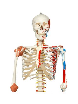 Modelo de esqueleto con columna vertebral móvil, nervios espinales, ligamentos, etc.