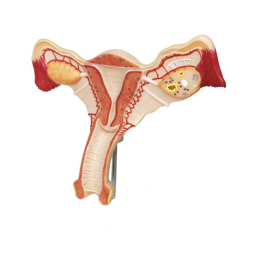 Modelo anatómico de los genitales femeninos
