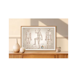 Póster de acupuntura con puntos de acupuntura - 100x70 cm