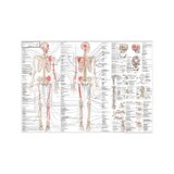 Anatomía del sistema musculoesquelético sueco y latín