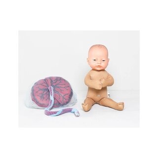 Muñeco fetal con placenta y cordón umbilical. Tamaño equivalente al de un recién nacido.