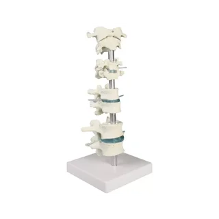 Colección de vértebras, 8 vértebras con soporte