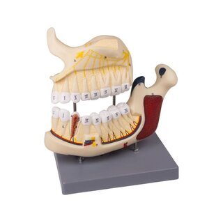 Modelo de mandíbula superior e inferior de dentista