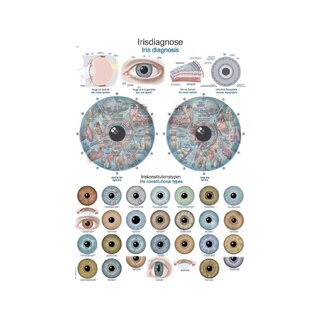 Diagrama de anatomía del iris (tablero de 50 x 70 cm)