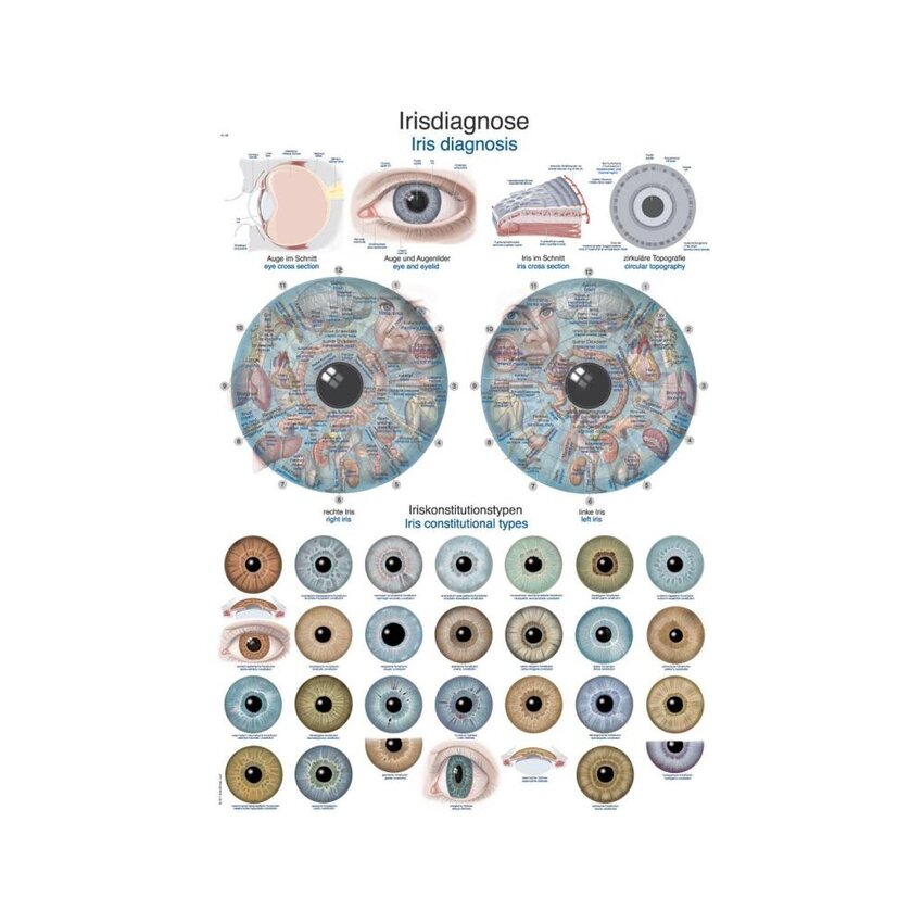Diagrama de anatomía del iris (tablero de 50 x 70 cm)