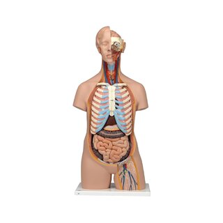 Modelo de torso detallado sin género con 15 piezas extraíbles (cerebro detallado y espalda abierta)