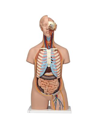 Modelo de torso detallado sin género con 15 piezas extraíbles (cerebro detallado y espalda abierta)