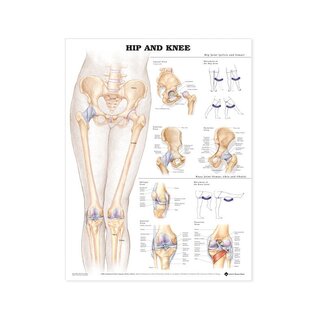 Tabla de anatomía - Cadera-rodilla