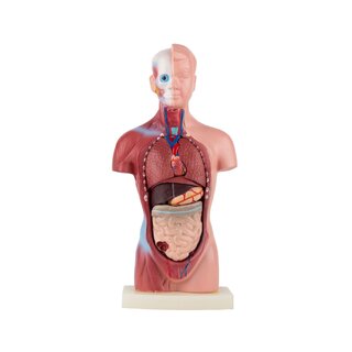 Torso anatómico - 15 piezas | Idea de regalo