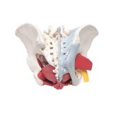 Pelvis femenina con ligamentos y suelo pélvico detallado en seis partes
