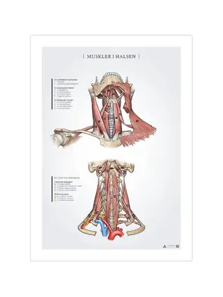 Póster de anatomía de los músculos del cuello 50x70 mm